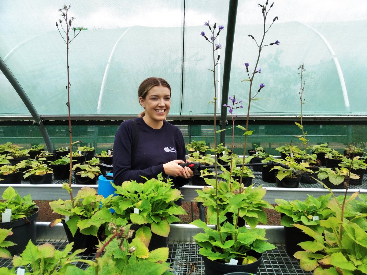 RBGE Scottish Plants (@plantsrbge) on Twitter photo Very warm welcome to our <a href="/RobertsonTrust/">The Robertson Trust</a> intern @krxssystevenson here @thebotanics. An environmental science student @stiruni she is here to learn all about conservation collections and plant translocations, from horticulture to biosecurity to fieldwork planning 🌱🏞️ Very warm welcome to our <a href="/RobertsonTrust/">The Robertson Trust</a> intern @krxssystevenson here @thebotanics. An environmental science student @stiruni she is here to learn all about conservation collections and plant translocations, from horticulture to biosecurity to fieldwork planning 🌱🏞️