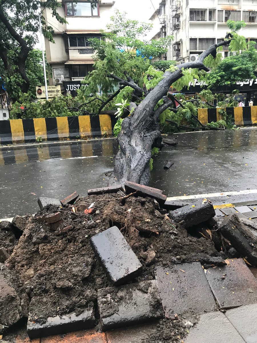 2020Ridhima's tweet photo. TIMBER #mightyhasfallen 
So this happened now in Mahim ... thankfully NO CASUALTIES #hallelujah 🙏🏽@bmc @indian_forest_official @mumbaimirror please secure these trees they are  old ....this area is a #family neighbourhood ..... many trees are neglected ..... it’s a request 🙏🏽 https://t.co/qwXV8jgYNK