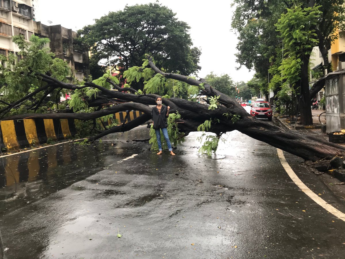 2020Ridhima's tweet photo. TIMBER #mightyhasfallen 
So this happened now in Mahim ... thankfully NO CASUALTIES #hallelujah 🙏🏽@bmc @indian_forest_official @mumbaimirror please secure these trees they are  old ....this area is a #family neighbourhood ..... many trees are neglected ..... it’s a request 🙏🏽 https://t.co/qwXV8jgYNK