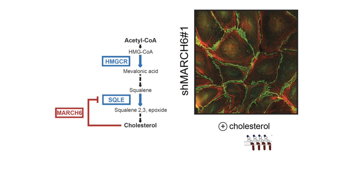 Our newest paper is out! Fun science when a cholesterol synthesis lab joines forces with an endothelial lab. 

MARCH6 and SQLE as fine-tuners for cholesterol levels, endothelial junctions and angiogenic sprouting. 

 cell.com/cell-reports/f…