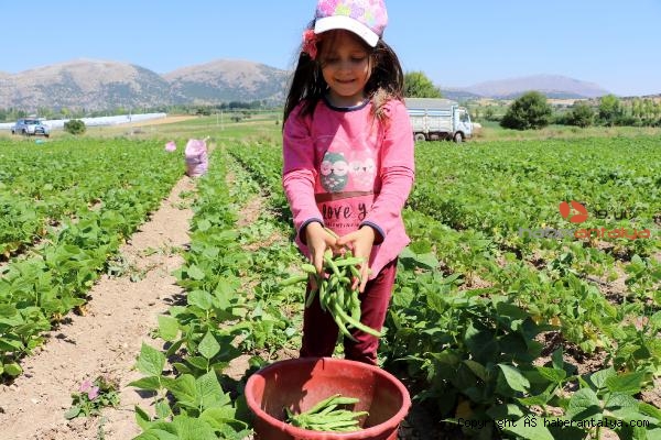 isigmeclisi's tweet photo. Burdur İnsuyu Ovası'nda fasulye tarlasında işçiler...
Sıcaklık 37-38 derece...
9-10 saatlik çalışma...
Günlük yevmiye 80 TL...
v/Haber Antalya https://t.co/PbxlpfRsF4