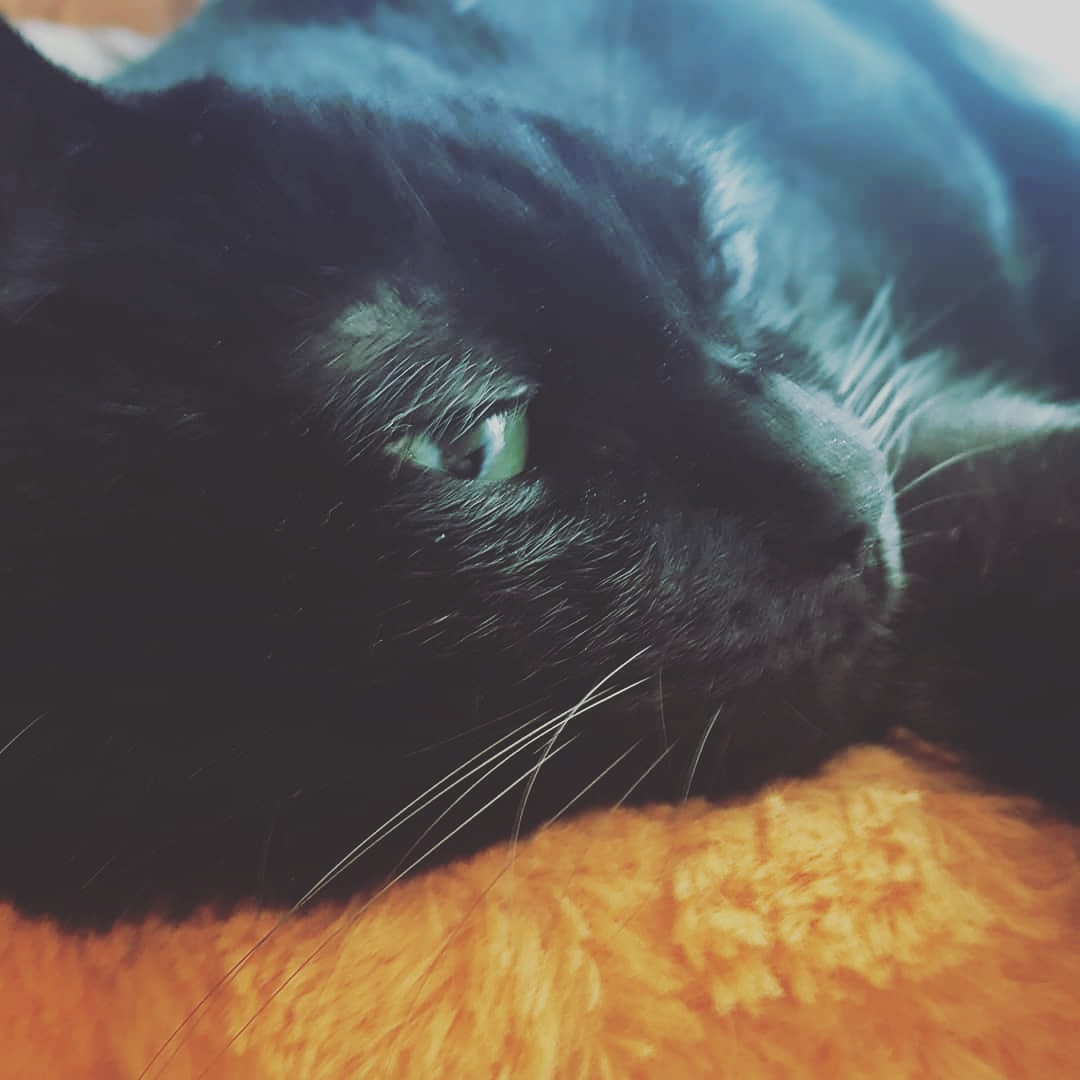 【宣伝】それからこちらも是非!
「うちのネコは飼い主に優しい。」

樫本のうちで飼われている黒猫くろまめと飼い主カッシーの何気ない日常4コマです。それは優しくて愛おしく、そして笑えて少し切ない。。

https://t.co/od5VeXljO5 https://t.co/NJP3xJ47Bd https://t.co/uLbOsQ3IGf 