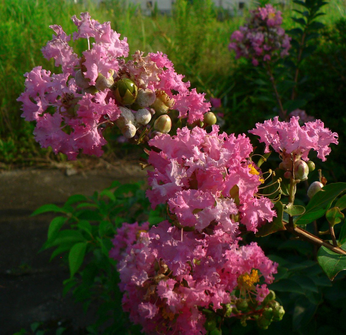 ট ইট র こころんグリーン うちの前の空き地に ピンク色のサルスベリの花が咲いていました ピンクのフリルで包まれたような 優しい花びらが綺麗です 夏のこの時期 あちこちのお宅の庭で見かける花です サルスベリ ピンク色 フリル 花びら 夏の花