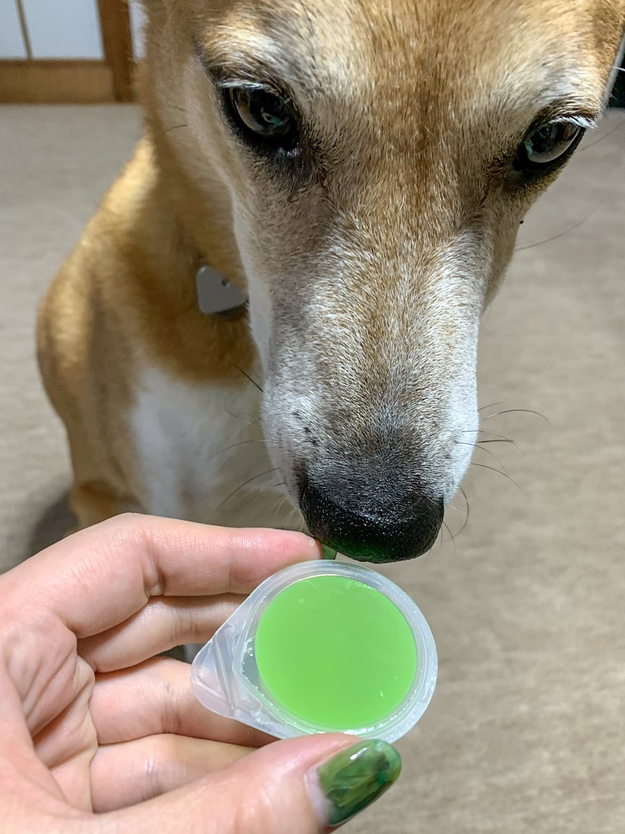 いちじく 犬生はじめてのゼリー
