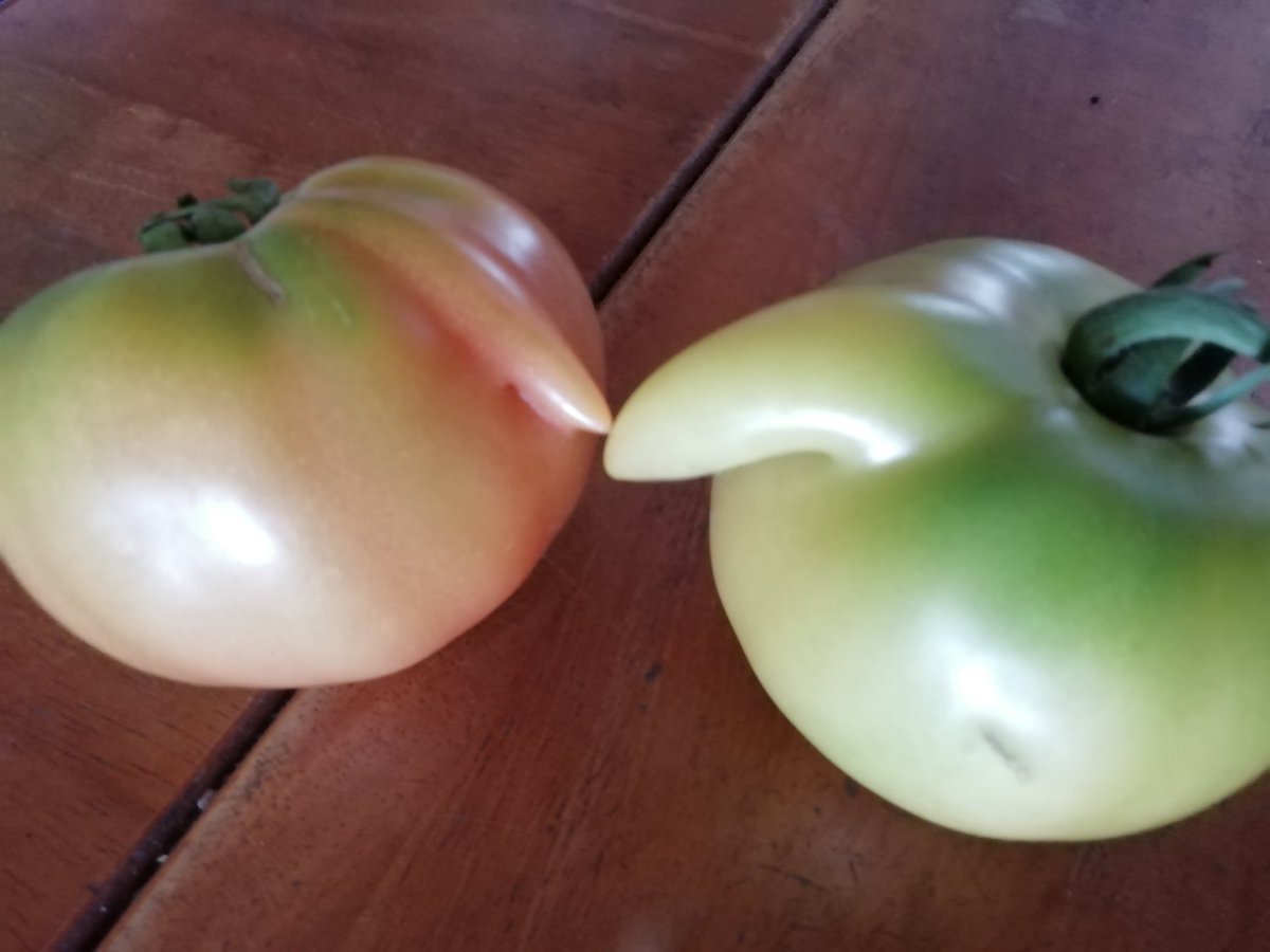 エスキモーキス