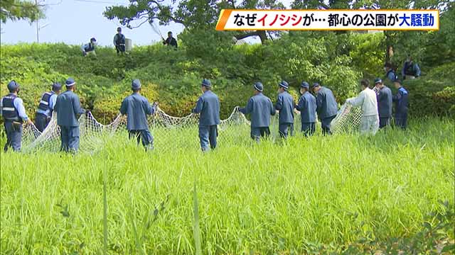 福岡市大濠公園に出没した猪を捕まえようとする躍動感のある写真が 鳥獣戯画にそっくり Togetter