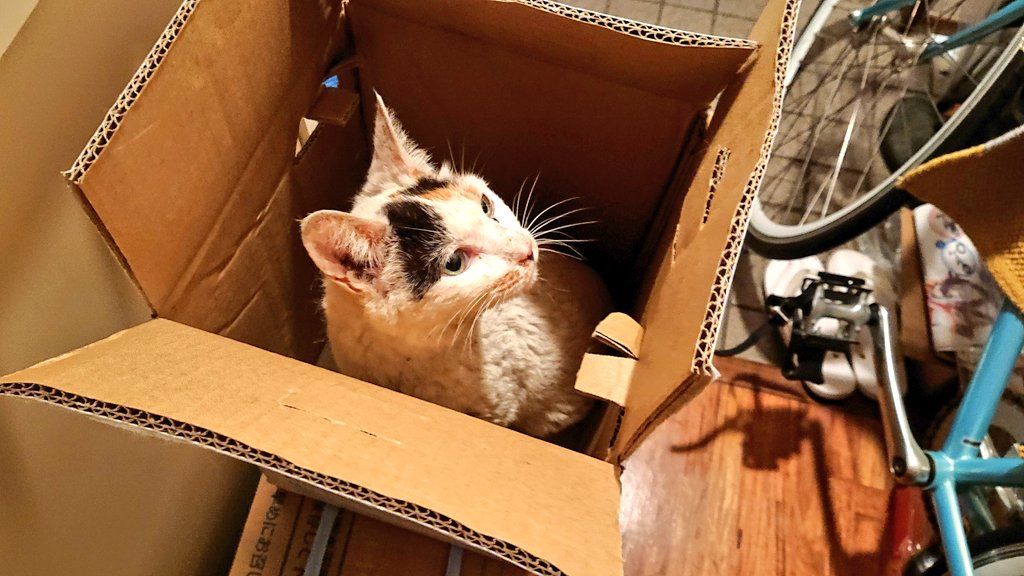 はなくそねこ こまち Hanakusocat Twitter