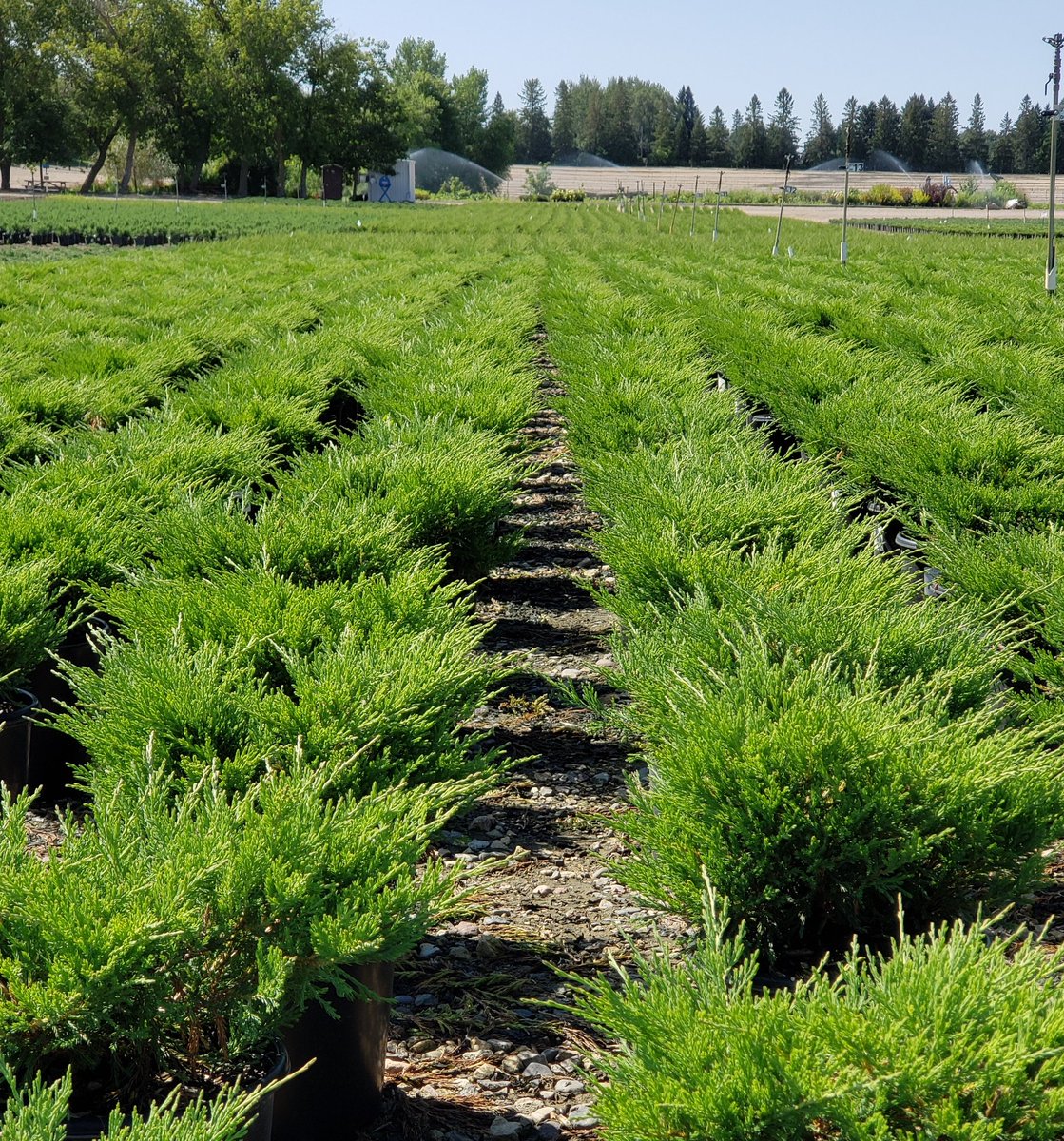 Celosia2's tweet photo. Just hanging with my buddies the junipers. Feeling fresh and green.
ππΏ #juniperlove #evergreen #whatIdoforwork https://t.co/QRRuocsu7Y