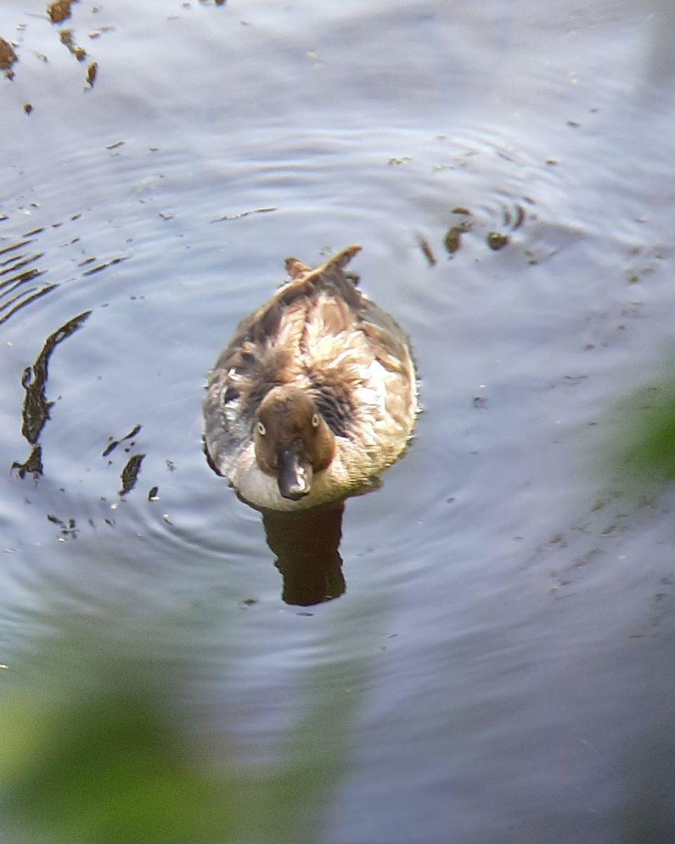 ABMINatureLynx's tweet photo. "These eyes...cry every night, for you" 🎵
Share your sightings to social media using our social sharing feature. Use the #sightingshowcase hashtag to be featured!
Goldeneye shared by user aeasing https://t.co/11R831QXbd
#capturecuriosity #albertasnatureapp #albertabirds https://t.co/z9I9xpKfJe
