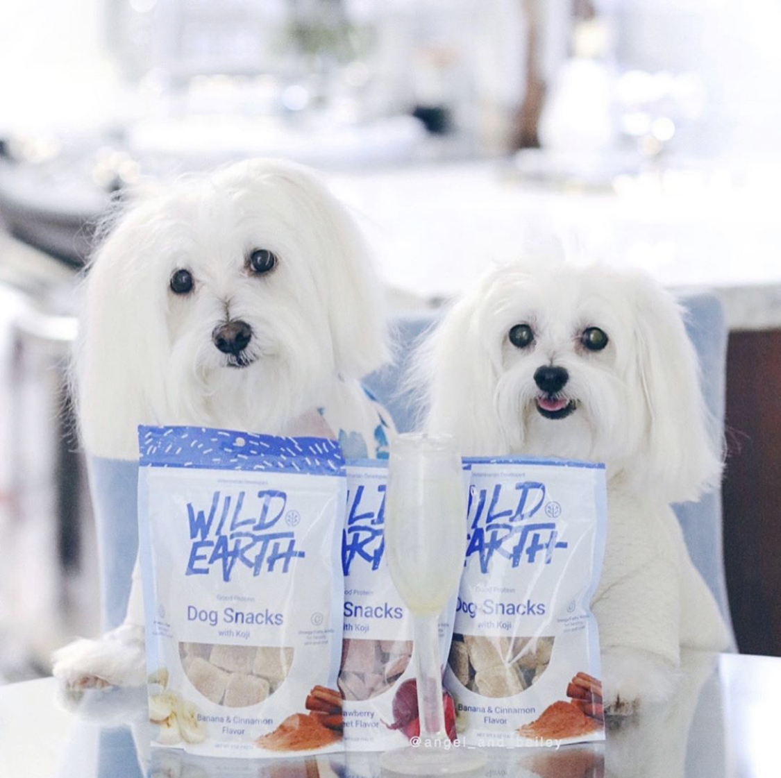 wildearthpets's tweet photo. 😊 We cute! 🐾💙Angel & Bailey
.
📸:@angel_and_bailey
.
.
#wildearth #maltese #maltipoo #maltipoos #malteseofficial #malteselovers #malteses #malteseworld #malteselover #malteseterrier #wildearthpets https://t.co/i0AalozfUQ