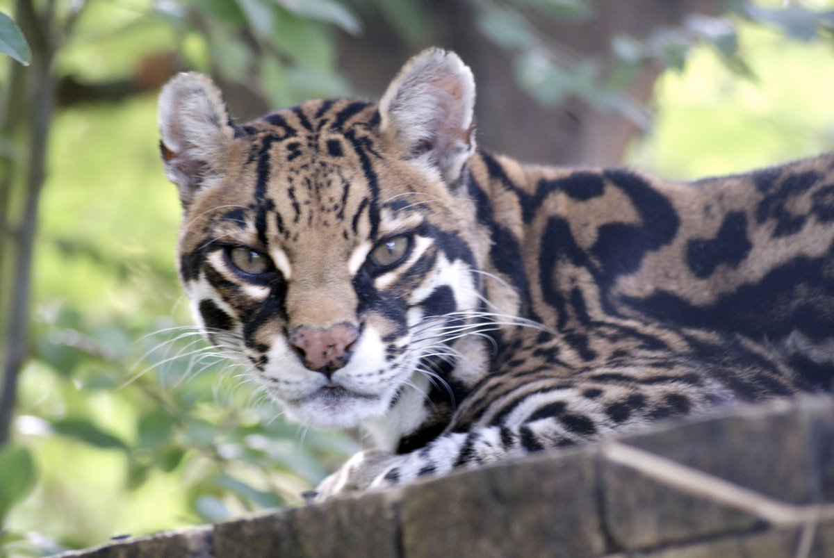 Ocelot Or Not tweet media