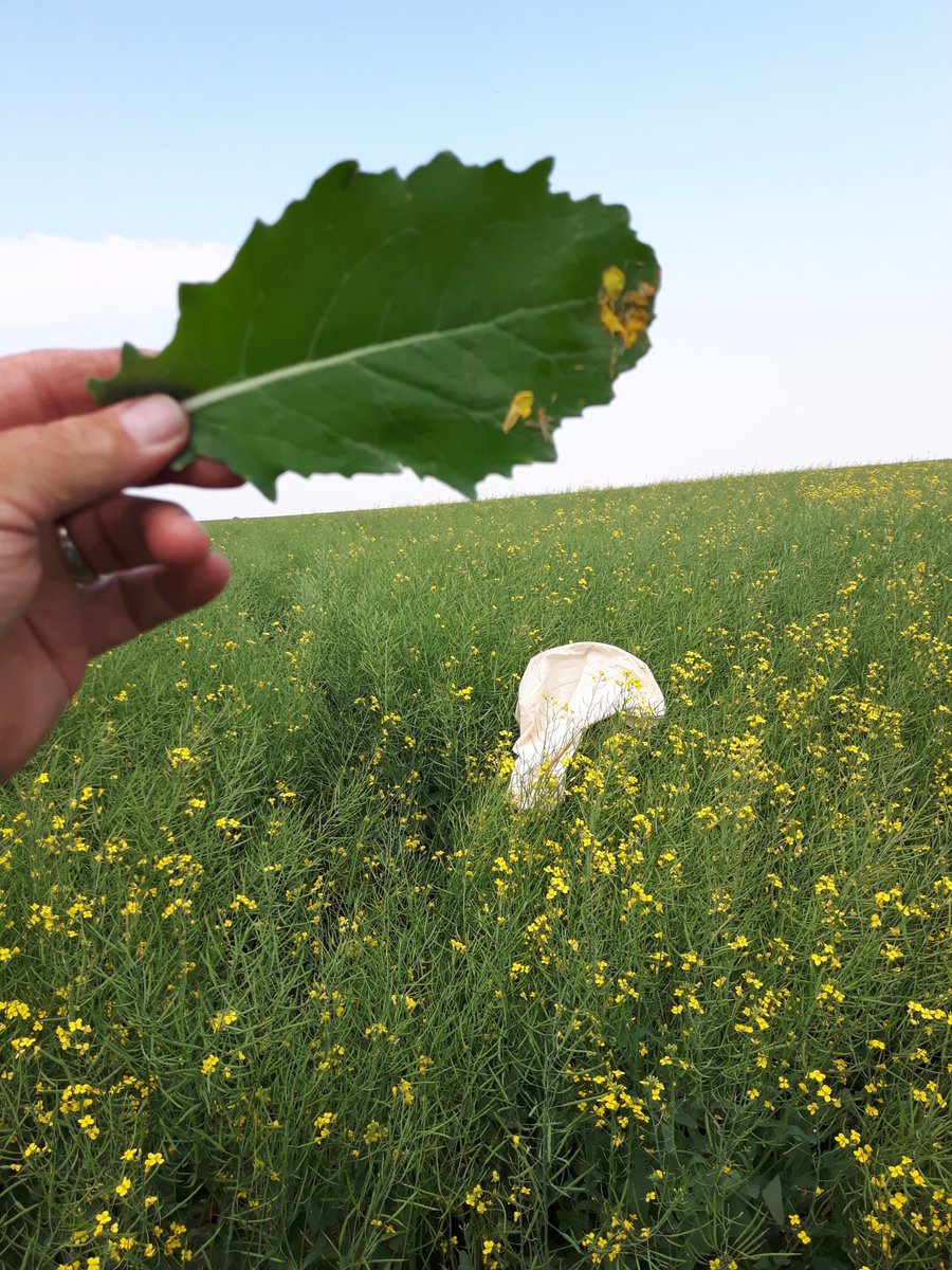 gabertccc's tweet photo. #abbugchat  Checking in from Red Deer County this morning.  "Nothing replaces boots in the field" - Reports of moderate Bertha numbers in moth traps.   LEAVES get eaten first - so see if something is hungry down below NOW - before they grow up onto the pods. https://t.co/j14NDAaG9X