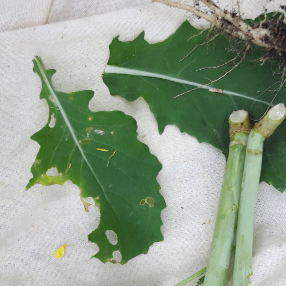 gabertccc's tweet photo. #abbugchat  Checking in from Red Deer County this morning.  "Nothing replaces boots in the field" - Reports of moderate Bertha numbers in moth traps.   LEAVES get eaten first - so see if something is hungry down below NOW - before they grow up onto the pods. https://t.co/j14NDAaG9X