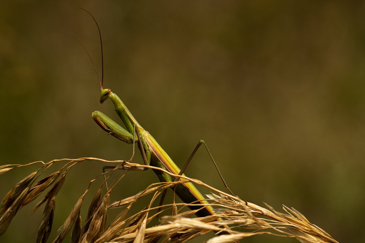 JerimyBrown's tweet photo. Carolina Mantis - Stagmomantis carolina
#rawphotography #macro #macrophotography #macroeye #macroholic #closeup #lookcloser #naturephototgraphy #naturelovers #natureiscool #takeonlyphotos #takeonlypics #entomology #bugs #bugslife #flyinginsects #colorado #mantis #prayingmantis https://t.co/9P1cQPDEXy