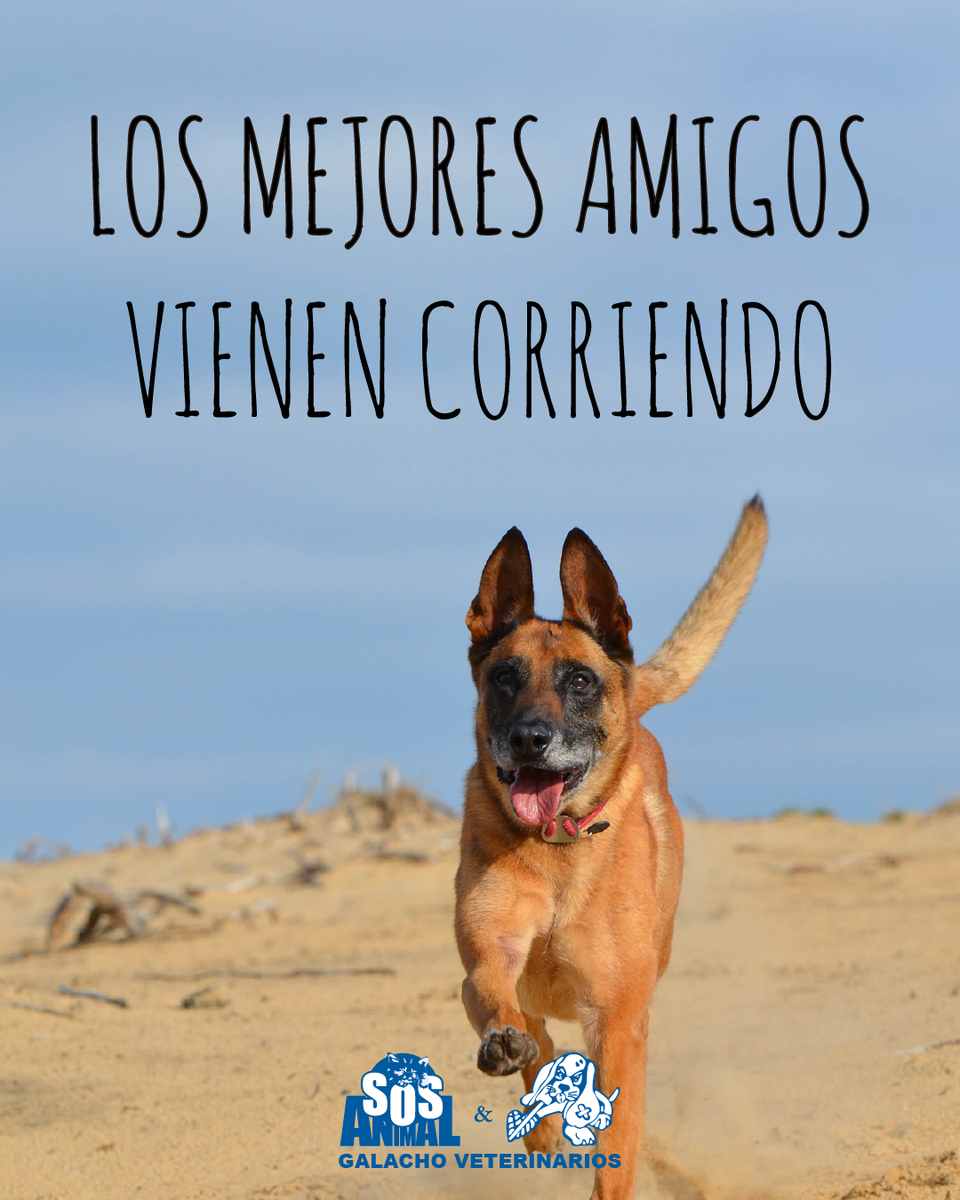 GrupoGalacho's tweet photo. Los mejores amigos vienen corriendo 🐾🐾

#citas #citascelebres #quotes #citasenespañol #perros #perrosmalaga #frasesperros #perrosfelices #perrosgraciosos #perritos #animales #mascotas #mascotasmalaga #Veterinaria #ClinicaVeterinaria #hospitalveterinario #mascotasfelices https://t.co/wyK1mv1Nyl