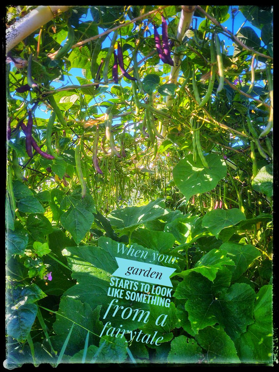 Love my little PVC trellises for my raised beds. The ambience created by the beans crawling over the top is like something out of a fairytale. #containitgrowit