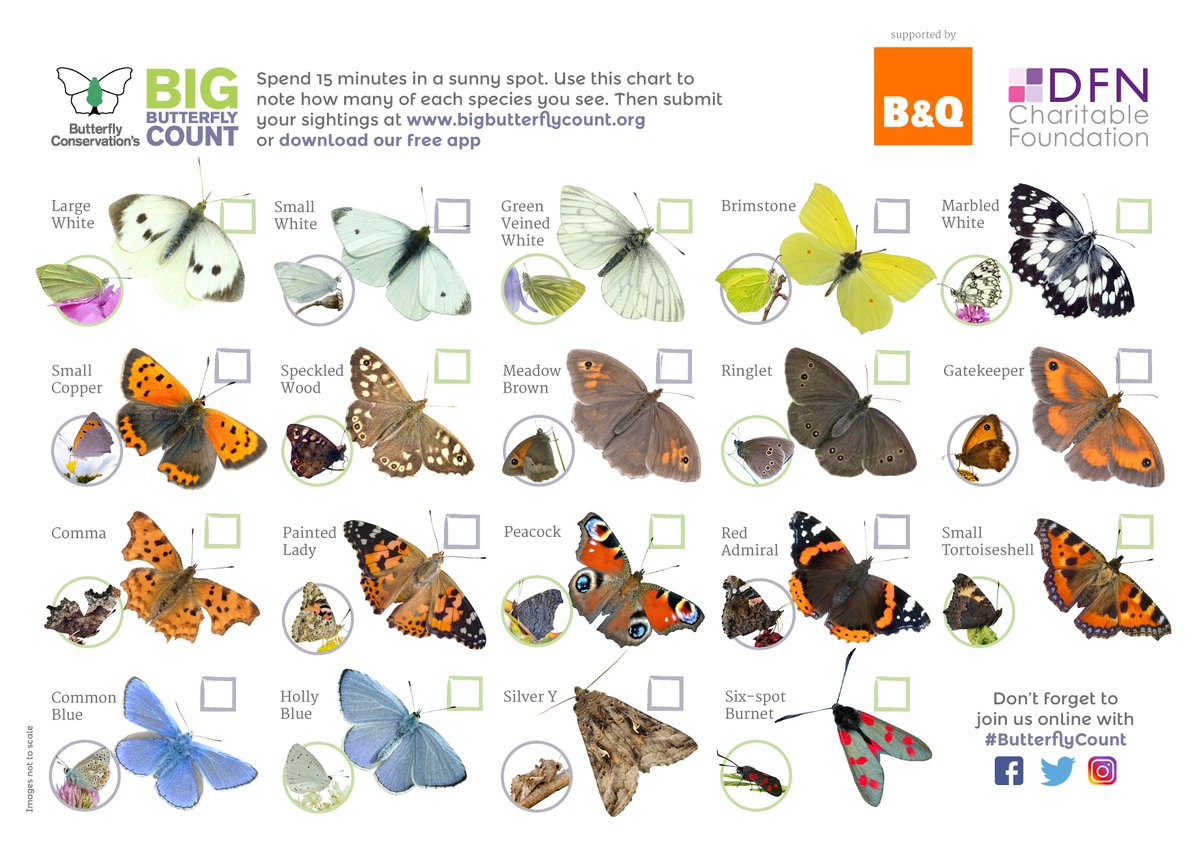 savebutterflies's tweet image. The FINAL weekend of the Big #ButterflyCount is almost upon us and the current total stands at just over 107,000.

Can you help us reach 125,000 by Sunday? Download the ID sheet to do as many counts as you can:
bigbutterflycount.org