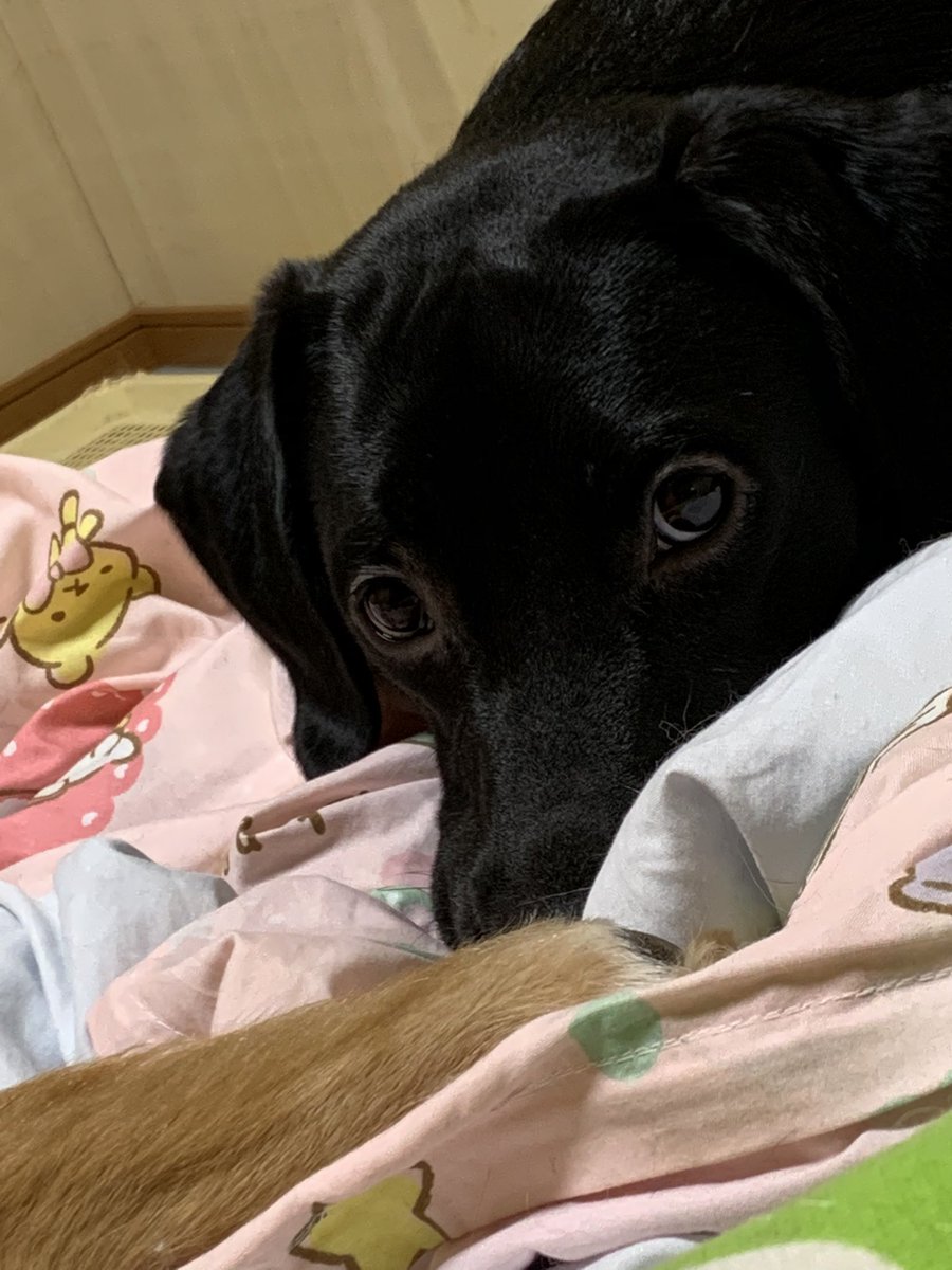 S_LET311's tweet photo. アルくん1歳のお誕生日おめでとー！！！！❤️🐕‍🦺❤️🐕‍🦺❤️🐕‍🦺❤️ https://t.co/iCsGThACEh