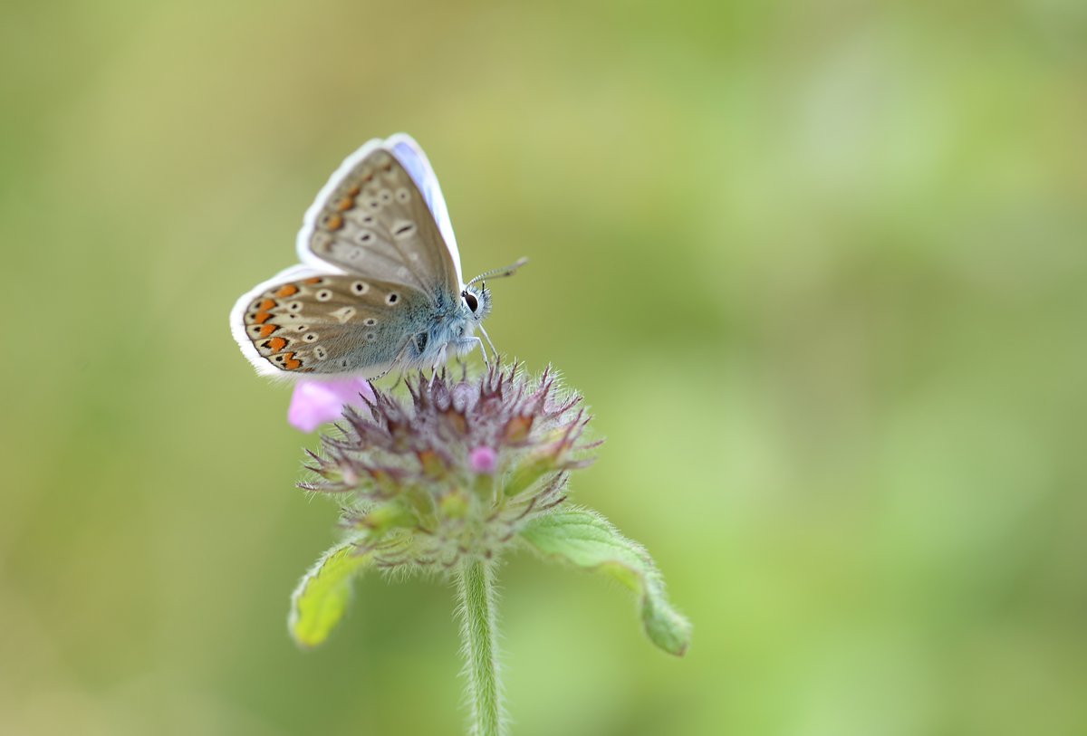 Common Blue male, 2nd brood