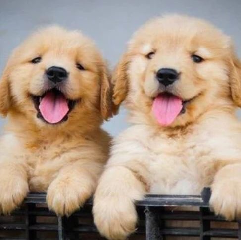 Elizabeth tweet media