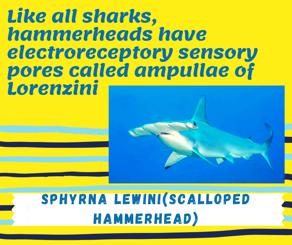 fish_wise_pro's tweet photo. Yay #sharkweek
Name - Sphyrna lewini
Genus- Sphyrna
Author - Griffith and Smith

For more info about sharks visit
https://t.co/19shGbwvBO https://t.co/nMslVcFRpS