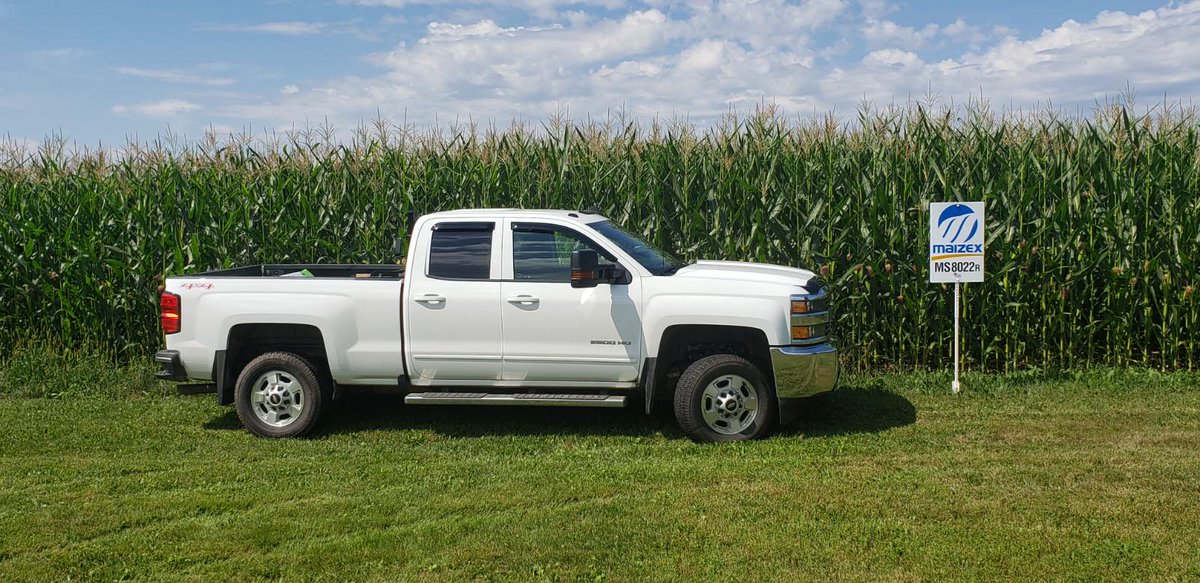 MS8022 Maizex Round Up Ready Corn is loving this heat. #lovingtheheat #COOP