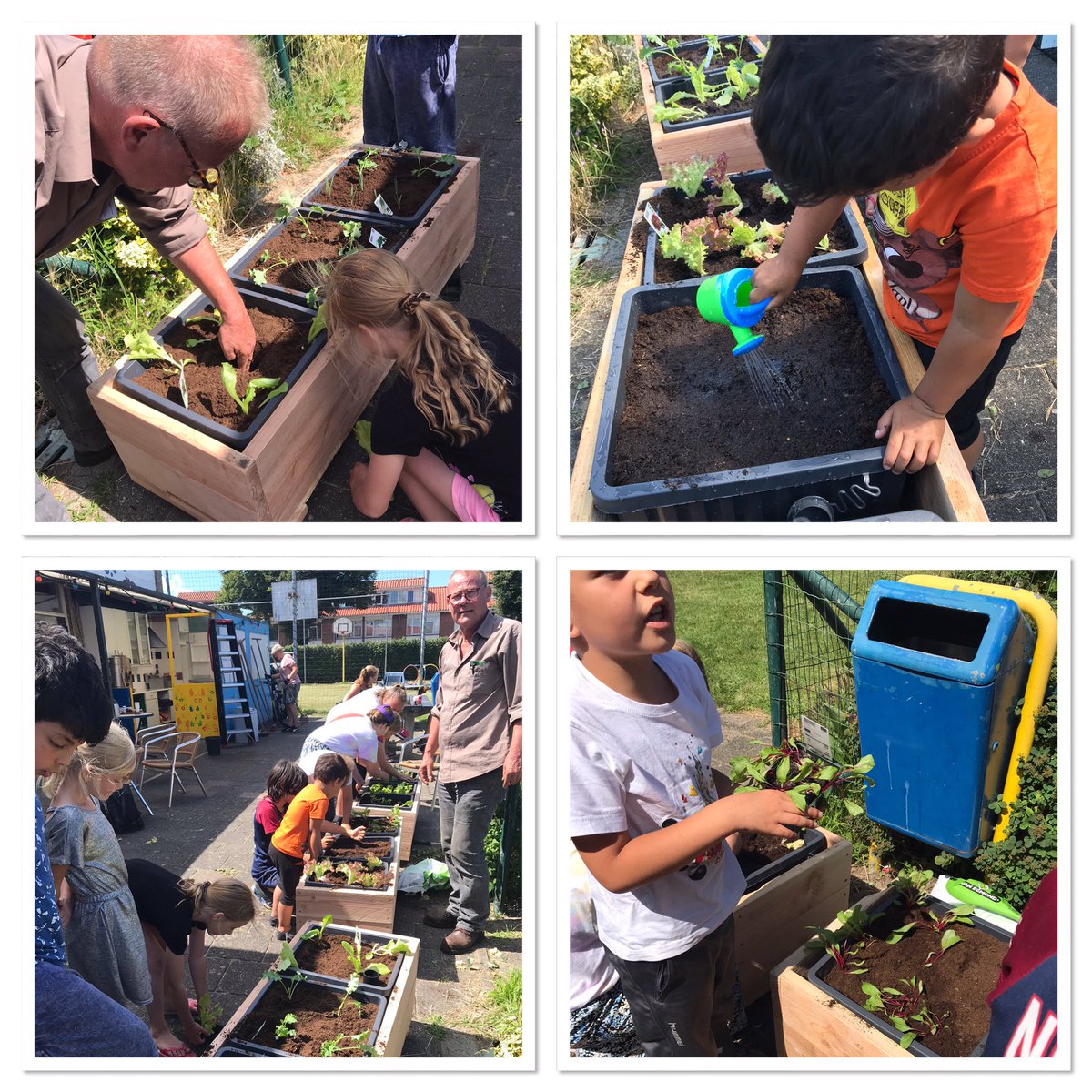 CentrumAadR's tweet photo. Volop actie gisteren bij speeltuinvereniging Kindervreugd. De groenkeet met Bob en Ron kwam langs om te ondersteunen met het snoeien en maaien van alles wat groeit. En Marcel van Eetbaar Alphen kwam om met de kinderen bloemkool, bietjes en ander lekkers te planten https://t.co/rBrzI6entf