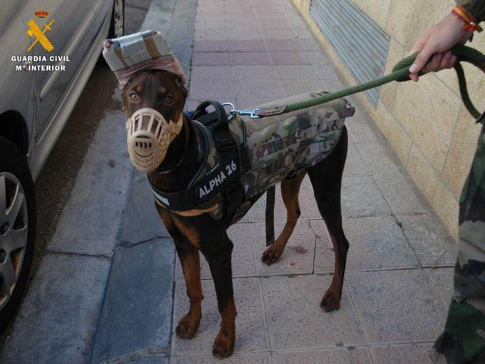 ¿SabíasQue la ley prohíbe modificar la apariencia de un animal de compañía?

En particular cortar:
☑la cola,
☑las orejas,
☑la sección de cuerdas vocales,
o extirpar uñas y dientes.

¿Conoces algún caso? #Colabora 📲 #062. Nadie tiene derecho a maltratar a un animal. #SEPRONA