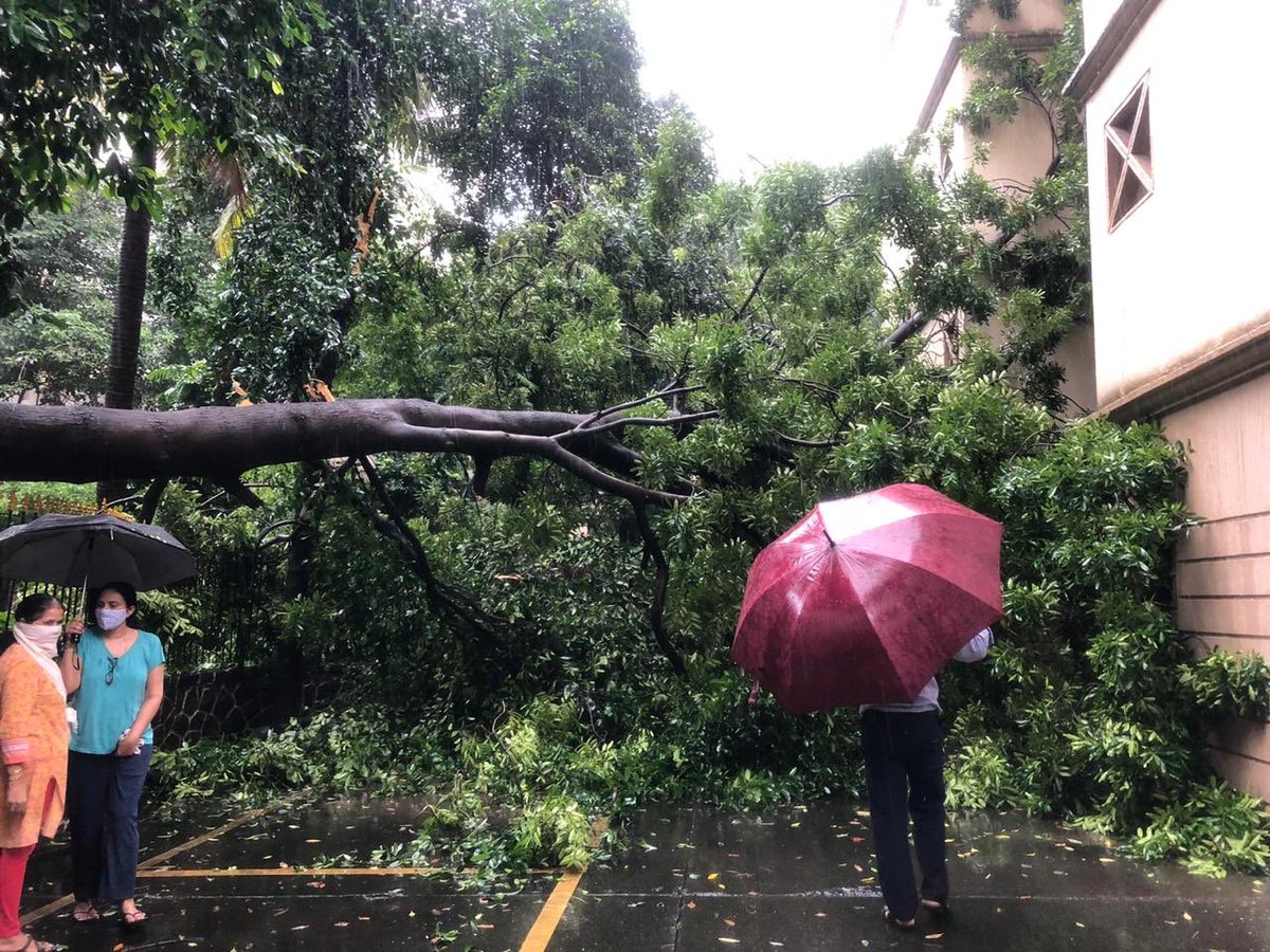 pramilarnair's tweet photo. @TimesNow 
This is the second time a tree has fallen inside our compound from the street because the tree is non tropical and hardly has any soil depth for its roots to grow. The BMC only trims upto the level of 3 floors making the tree heavier on top-Lotus, Hiranandani Powai https://t.co/hXbi9C7T7G