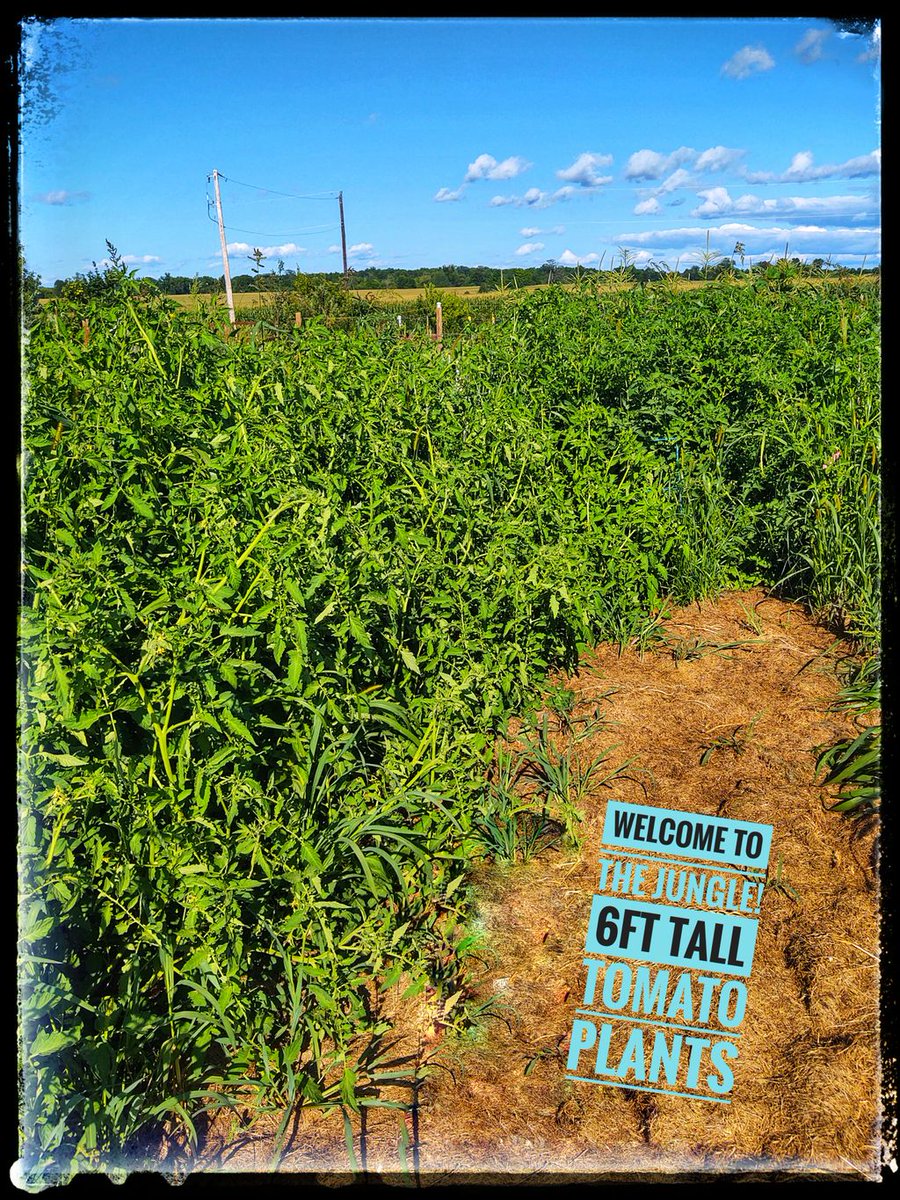 Tomatoes have gone rouge again this year. Over 6ft tall plants. I think some salsa, chili, and lots of sauces are in my future! #Tomatoes #Salsa #containitgrowit