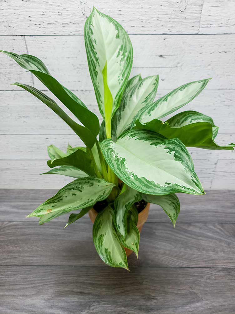 Les Aglaonema sp.- Supportent très bien l’ombre, idéale pour les appartements sombres/mal exposés- Apprécient une bonne hygrométrie et un terreau un peu frais- Il en existe plusieurs espèces et variétés, avec différentes couleurs et motifs.