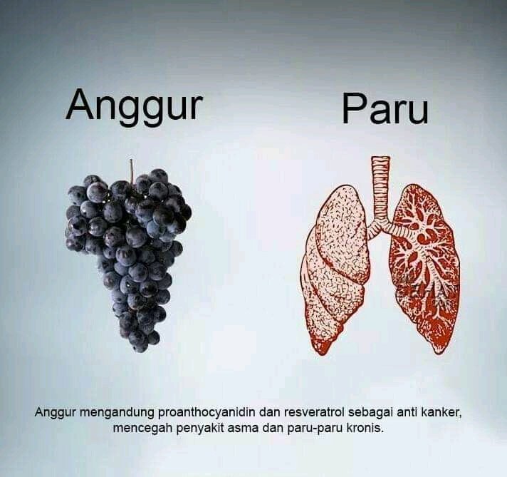 Mahesyailendra's tweet image. Kemiripan Buah-buahan dengan Organ dan manfaanya.