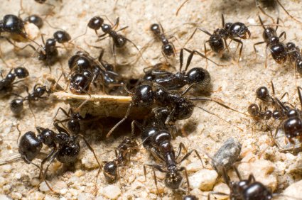 New blog posted: Carpenter Ants vs Big Black Ants: Which do you have? Read more at: aerex.com/blog/carpenter…