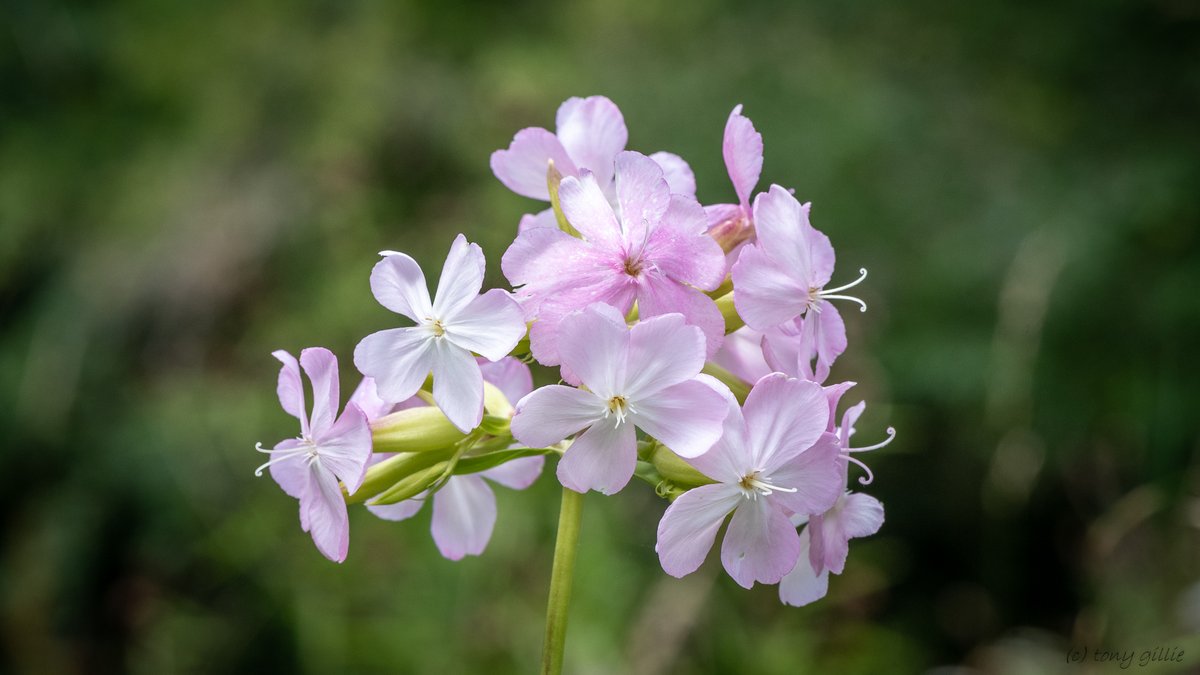friendlyevalley's tweet photo. Is #wyrtwednesday still a thing? We've got Soapwort (Saponaria officinalis) flowering now in our Slade entrance. We suspect it's a survivor of the times a couple of hundred years ago when washerwomen lived in the cottages here, and used the plant as an alternative to soap... https://t.co/gdPs4Mqlte
