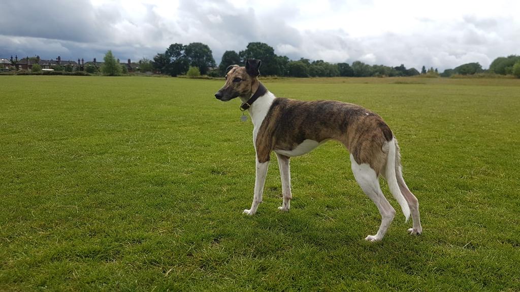 whippet rescue southeast