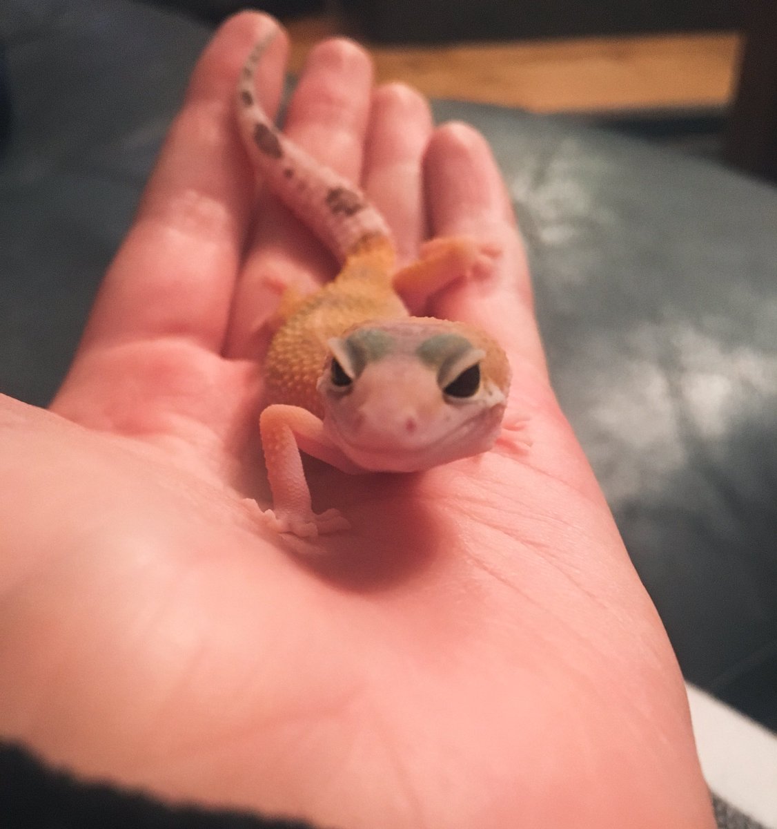 CraftyPinata's tweet image. He watches and waits. 👁👄👁 
He’s a good dog. ❤️ Subscribe for more pics of my dog. 🐕