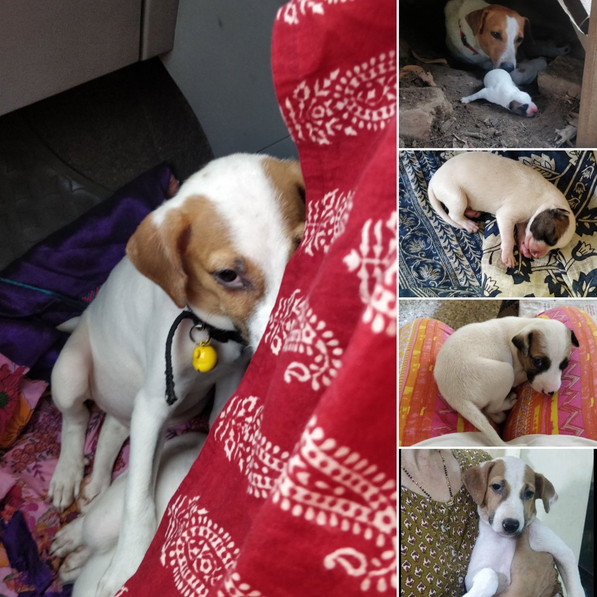 lav_narayanan's tweet photo. We lost Turbo today. A tempo hit him and he died instantly. We buried him in the very gardens he'd sneak into and play. Heart is shattered. Dogs don't deserve the roads. We have two more pups we're scared to death about. Please pray we find homes for them.

Run free, baby 🌈😢 https://t.co/5xRVFVDjbv