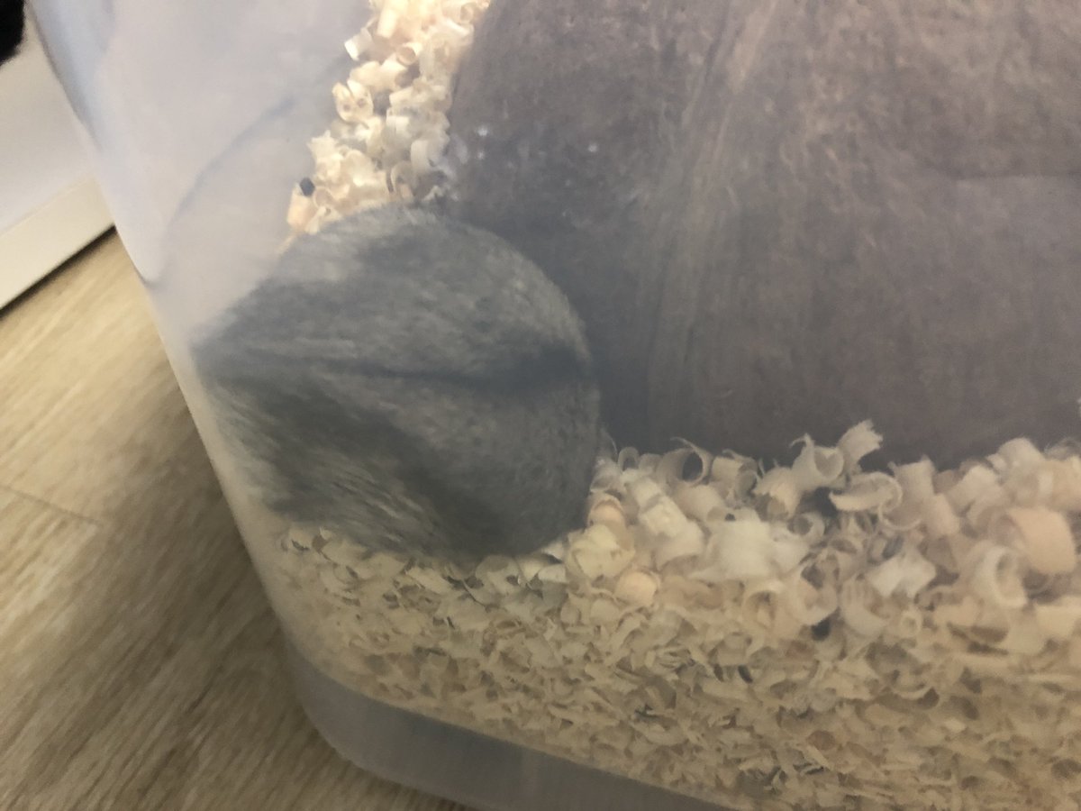 노루궁뎅이버섯이 까매진거같은 비쥬얼이다