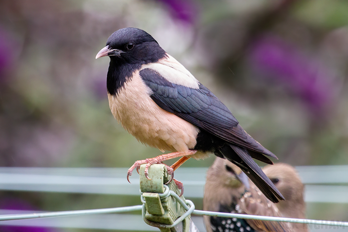 Rose Coloured Starling from Corsham this morning. What a bird! #WiltsBirds #RCS #RosyStarling #RoseColouredStarling #birdalert @BTO_Wilts