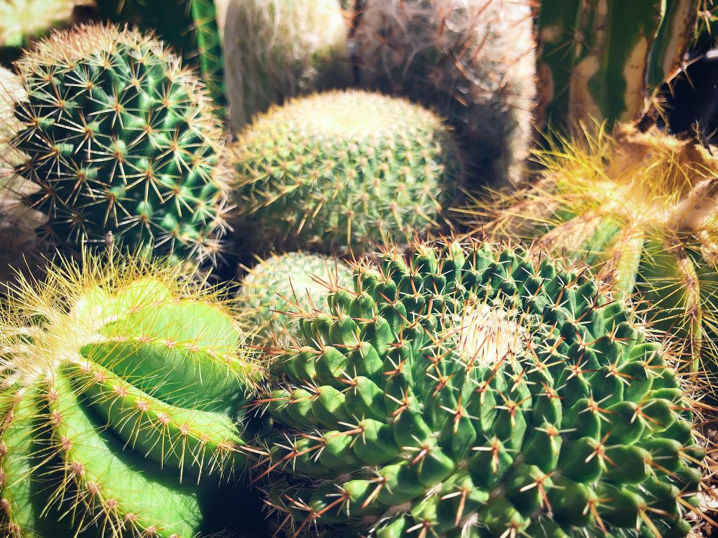 Les cactées et plantes grasses :- Très variable suivant les espèces, certaines sont increvable, d’autres + compliquées- Pour les plus simples, du plein soleil, un arrosage toutes les 2-3 semaines max, et un substrat bien drainé- Si en mini-pot, rempoter direct après l’achat