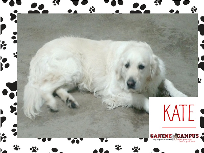 canine campus dog daycare & boarding