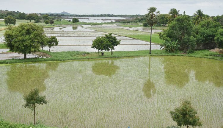 ysathishreddy's tweet photo. During current Vanakalam season 2020, an area of 113.44 lakh acre is covered as on date which is 90.42%, against a planned area of 125.45 lakh acres under Kharif season in #Telangana.

#TriumphantTelangana 
#agriculture
#KaleshwaramProject 

@TelanganaCMO @KTRTRS 
@SingireddyTRS https://t.co/7Xuetf276w