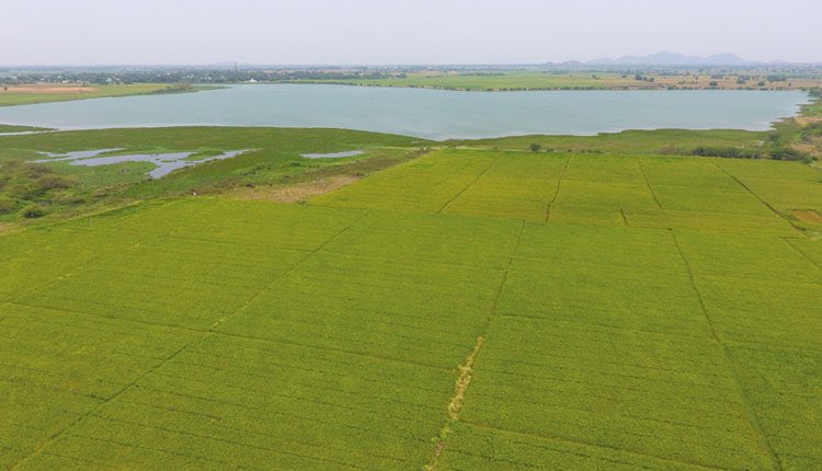ysathishreddy's tweet photo. During current Vanakalam season 2020, an area of 113.44 lakh acre is covered as on date which is 90.42%, against a planned area of 125.45 lakh acres under Kharif season in #Telangana.

#TriumphantTelangana 
#agriculture
#KaleshwaramProject 

@TelanganaCMO @KTRTRS 
@SingireddyTRS https://t.co/7Xuetf276w