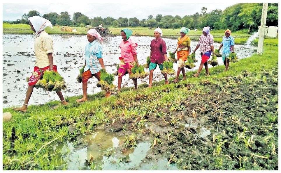 ysathishreddy's tweet photo. During current Vanakalam season 2020, an area of 113.44 lakh acre is covered as on date which is 90.42%, against a planned area of 125.45 lakh acres under Kharif season in #Telangana.

#TriumphantTelangana 
#agriculture
#KaleshwaramProject 

@TelanganaCMO @KTRTRS 
@SingireddyTRS https://t.co/7Xuetf276w
