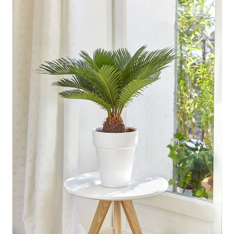 Le Cycas- Plus facile d’entretien qu’un palmier- Demande de la lumière et un sol frais mais surtout pas d’eau stagnante- Peut passer l’été dehors