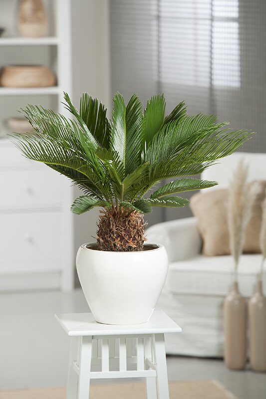 Le Cycas- Plus facile d’entretien qu’un palmier- Demande de la lumière et un sol frais mais surtout pas d’eau stagnante- Peut passer l’été dehors