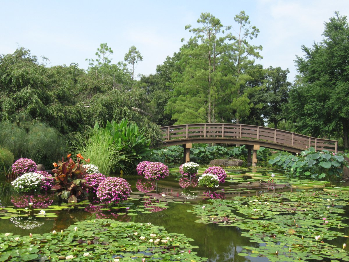 ｉｋｙｓ 年8月5日 滋賀県草津市 水生植物公園みずの森 No 2 滋賀県 水生植物公園みずの森 花 池の上に飾る花 何の花なんでしょうか