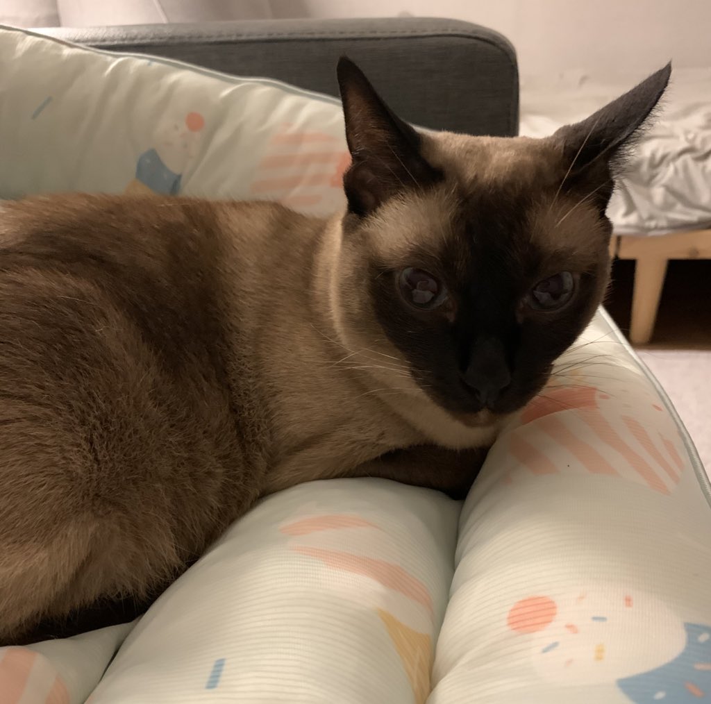 이번여름 아키 애착 방석
쿨링매트로 시원시원해서그런지 매우 잘쓰고있음 ✨ 돈쓴보람있는 아이템💵
#내돈내산 #고양이방석