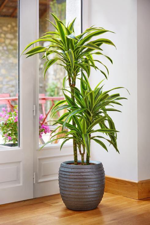 Les Dracaena sp.- On trouve facilement plusieurs espèces dans le commerce- Préfère un sol frais, mais supporte facilement les oublis d’arrosage- Très simple d’entretien, pousse rapidement si bien entretenu- La plupart des espèces peuvent se bouturer