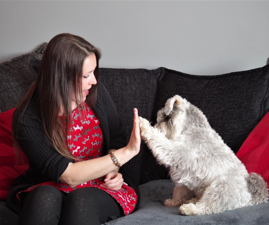 TheKarlyEdwards's tweet photo. Grab the Pet Biz Sales Booster Bible for 44 ways to get more clients for your pet biz. My free bumper sales checklist to help you magnetise more pet parents into your world, without those slimy, icky sales tactics we all know and hate. Download here: https://t.co/YSpfQKQ3Jr https://t.co/Hnn7Bne45L